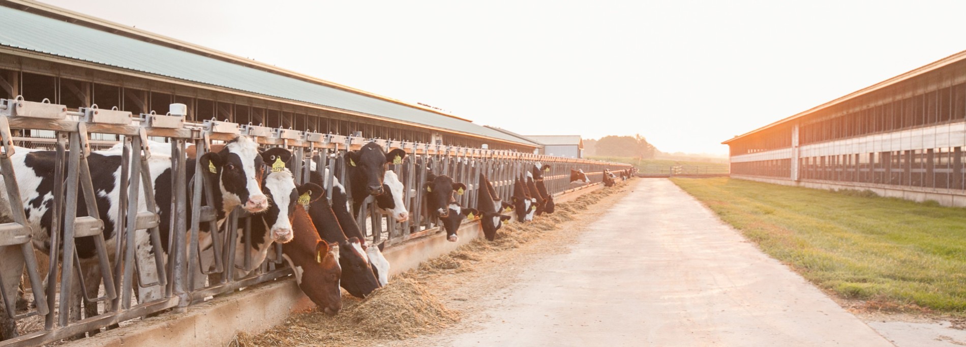 Nestlé Joins U.S. Dairy Industry to Help Make Sustainability More Accessible and Affordable to Farmers