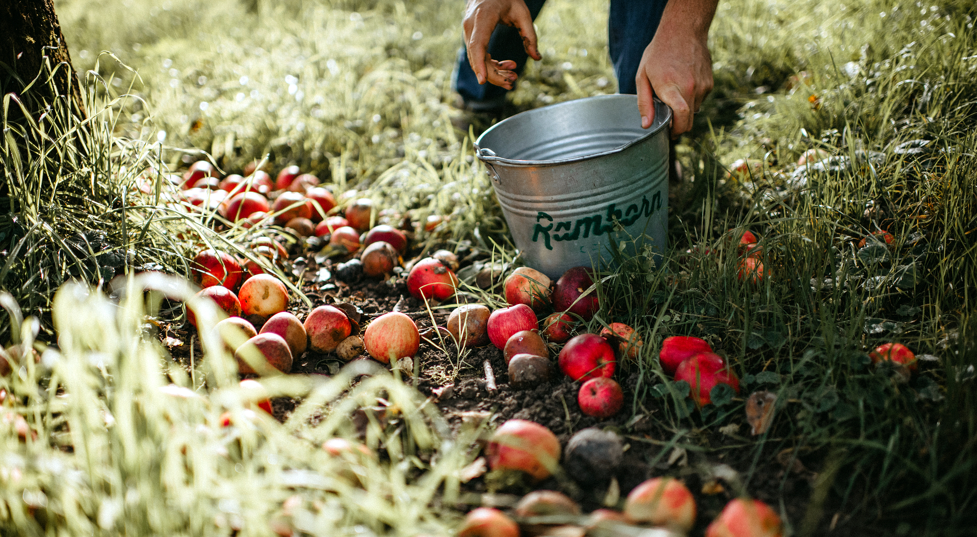 This Cidery Is Restoring Biodiversity While Reviving Traditional Cider-Making