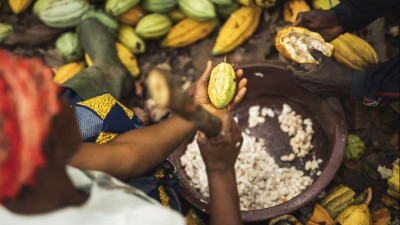 The Next Frontier for Fairtrade: Living Incomes in Cocoa
