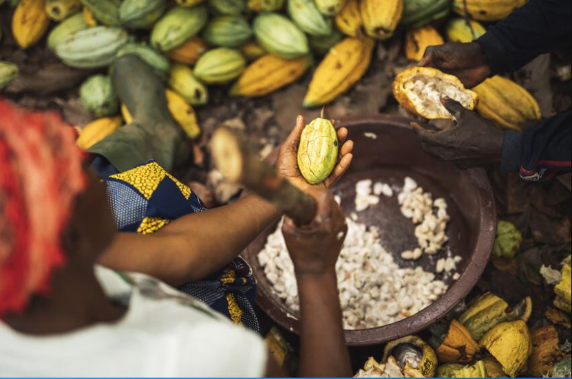 The Next Frontier for Fairtrade: Living Incomes in Cocoa