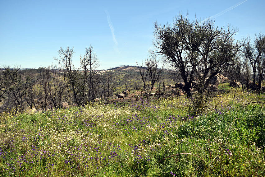 Crowdsourced Impact Investing Mobilizes Regeneration Effort in Portugal