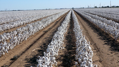 Rising to the Challenge: Meeting the World’s Demand for More Cotton While Using Less Land