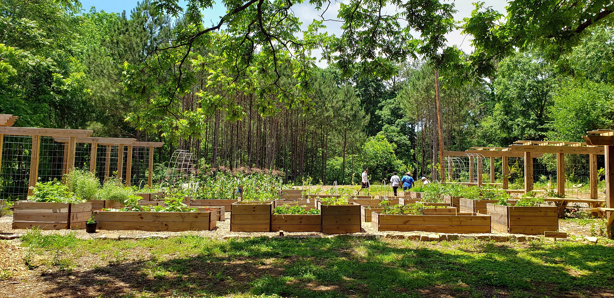 Atlanta’s Food Forest Pioneering Potential Solution to Urban Food Deserts