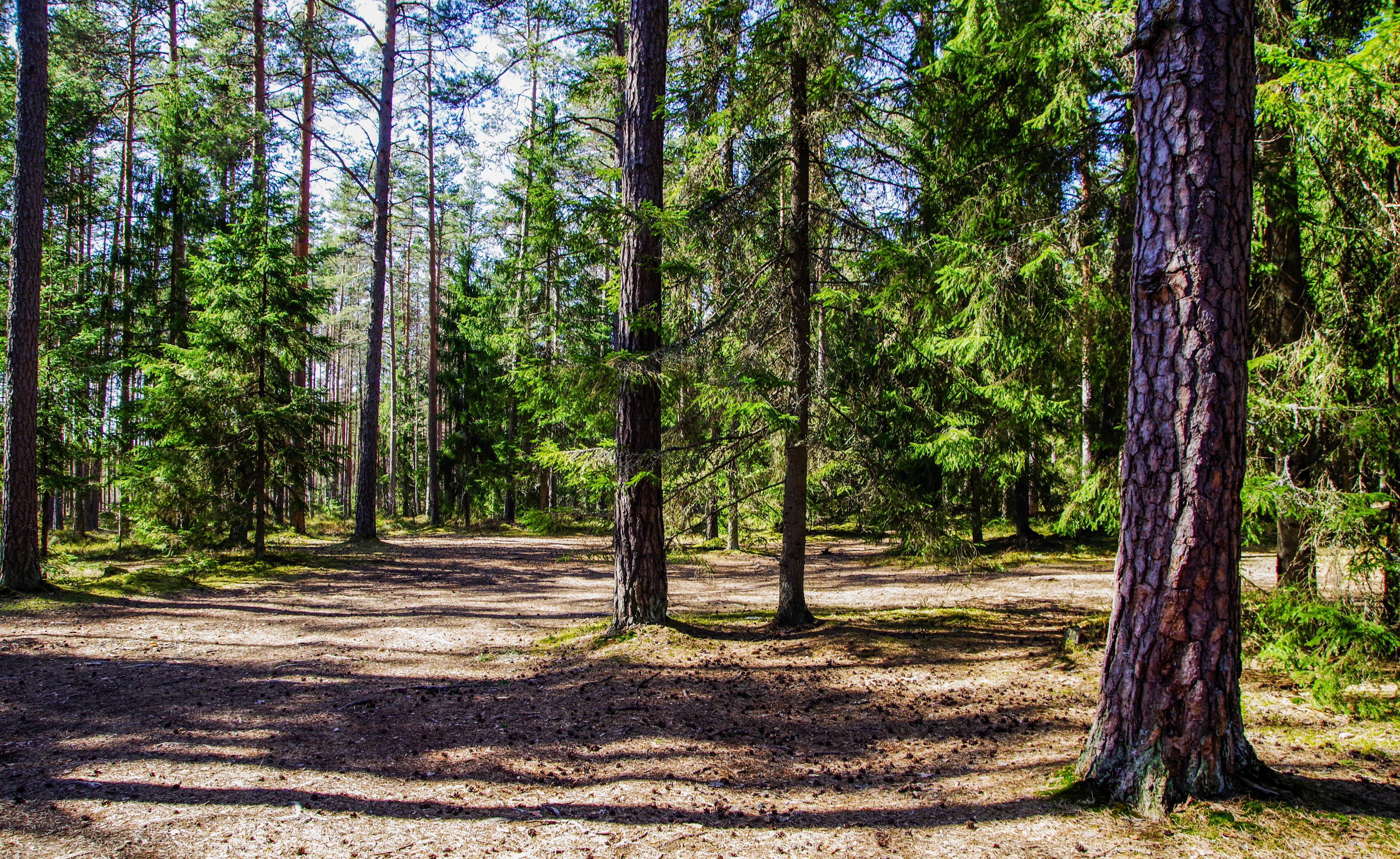 Dove and Conservation International Announce €8.5M Forest-Restoration Project to Accelerate Fight Against Climate Change