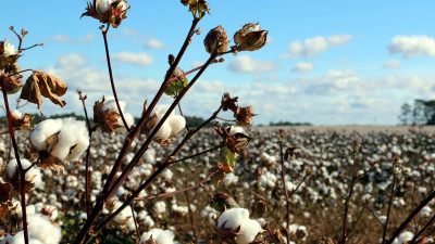 The Root of Sustainability: US Cotton Farmers Dig Deeper in the Name of Healthy Soil