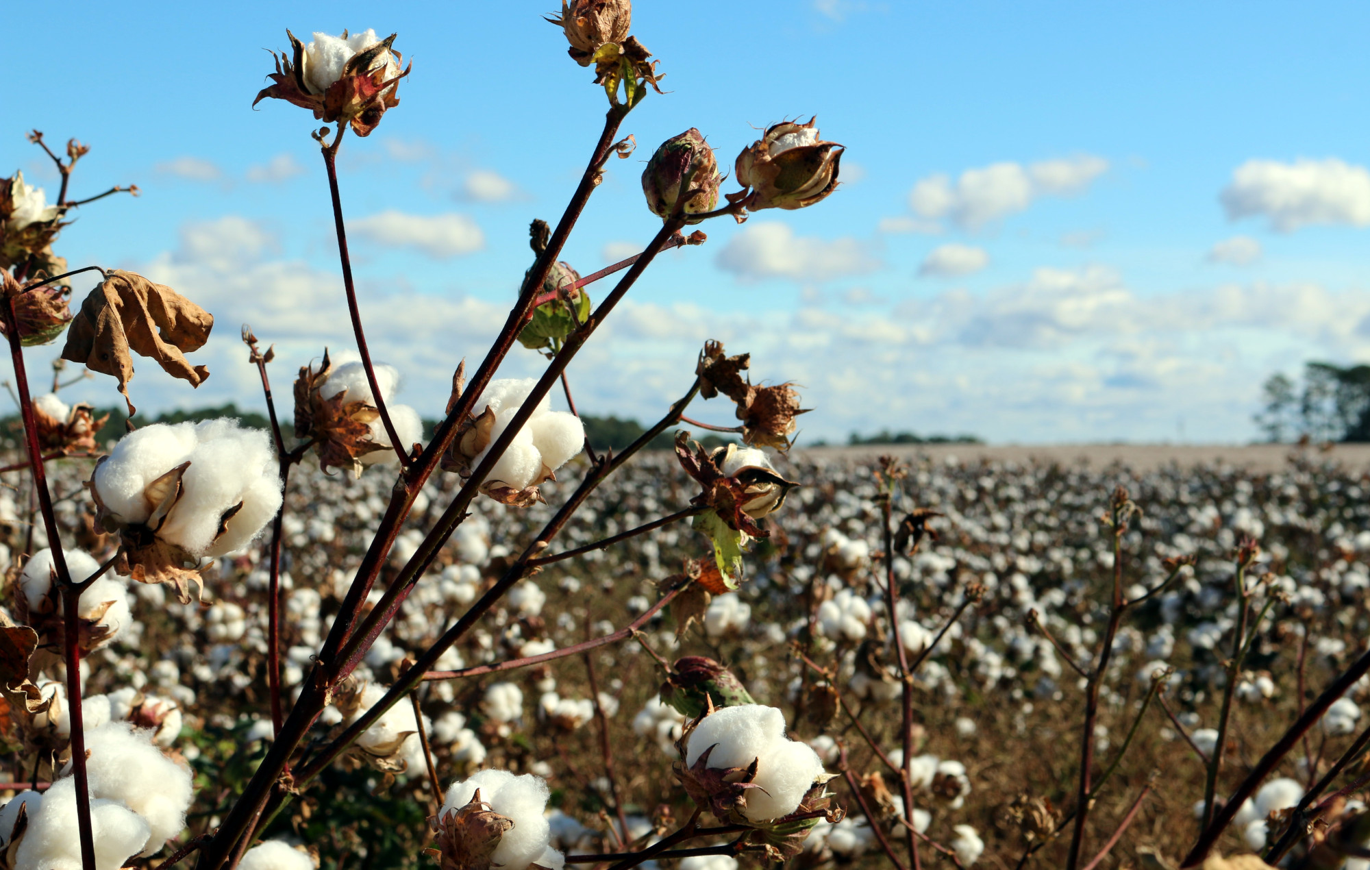 The Root of Sustainability: US Cotton Farmers Dig Deeper in the Name of Healthy Soil