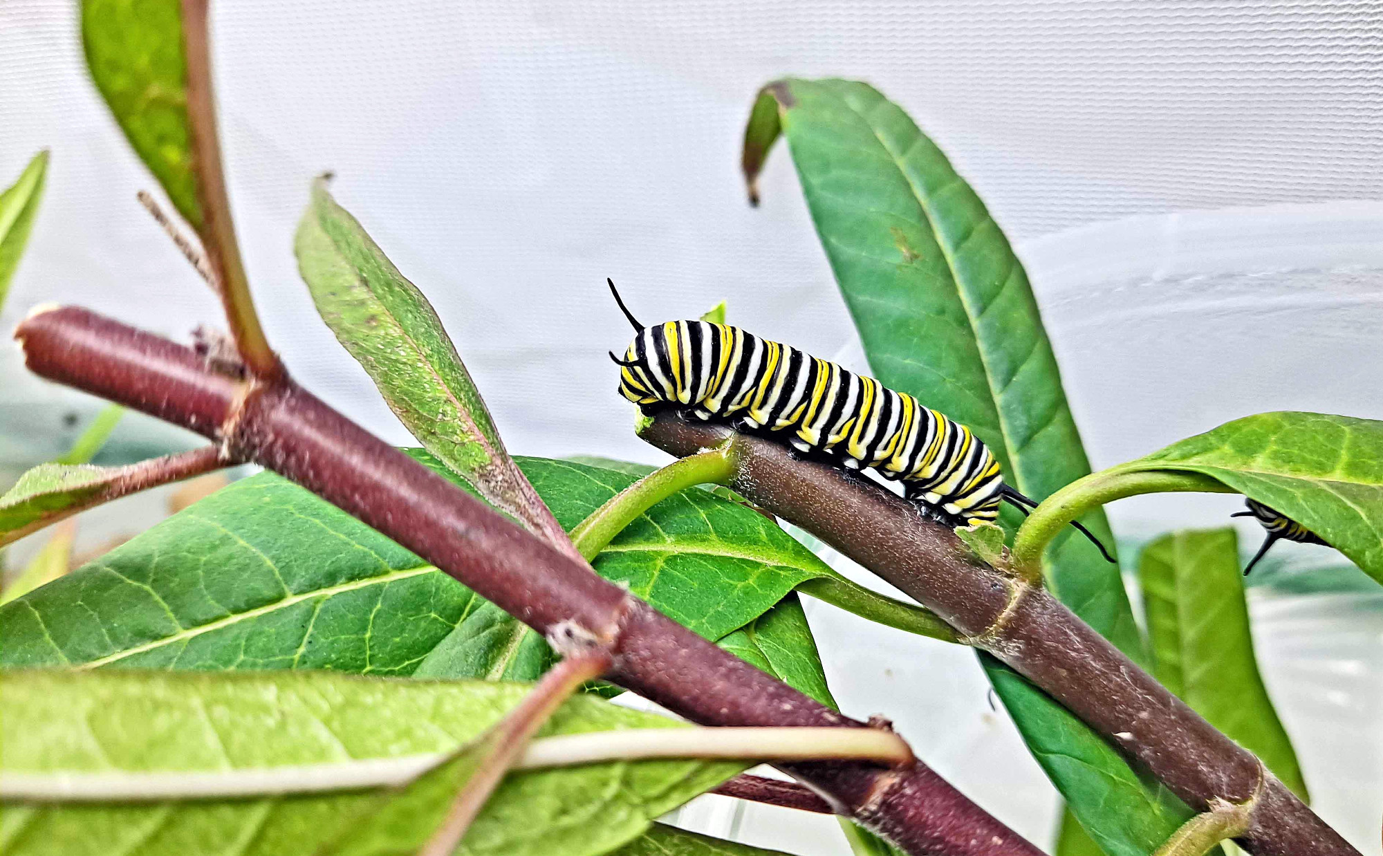 How Formosa Plastics Is Nurturing Biodiversity in Texas