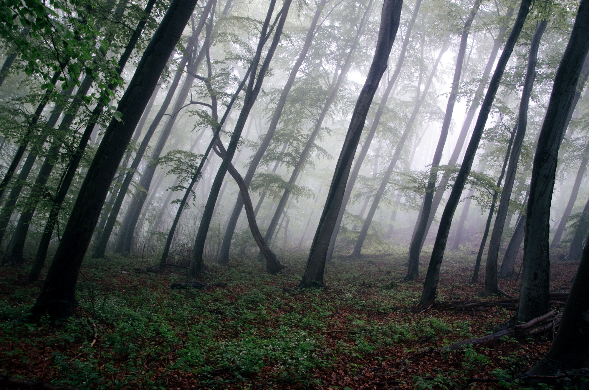 Reimagining Finance for Forests in a Climate-Changing World