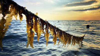Ready to Kelp: How the ‘Kelp Bill’ Unlocked a Potential Game Changer in the Climate Fight