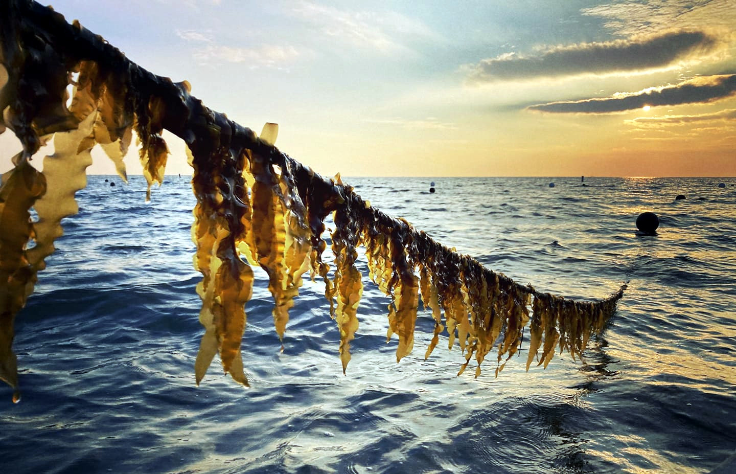 Ready to Kelp: How the ‘Kelp Bill’ Unlocked a Potential Game Changer in the Climate Fight