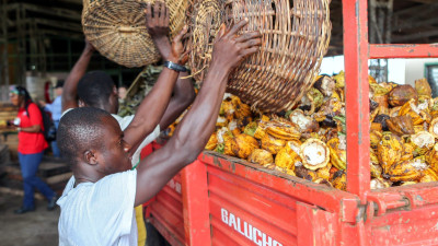 Roots of Change: How Fairtrade Is Unlocking Climate Resilience, Fairer Incomes for Cocoa Farmers