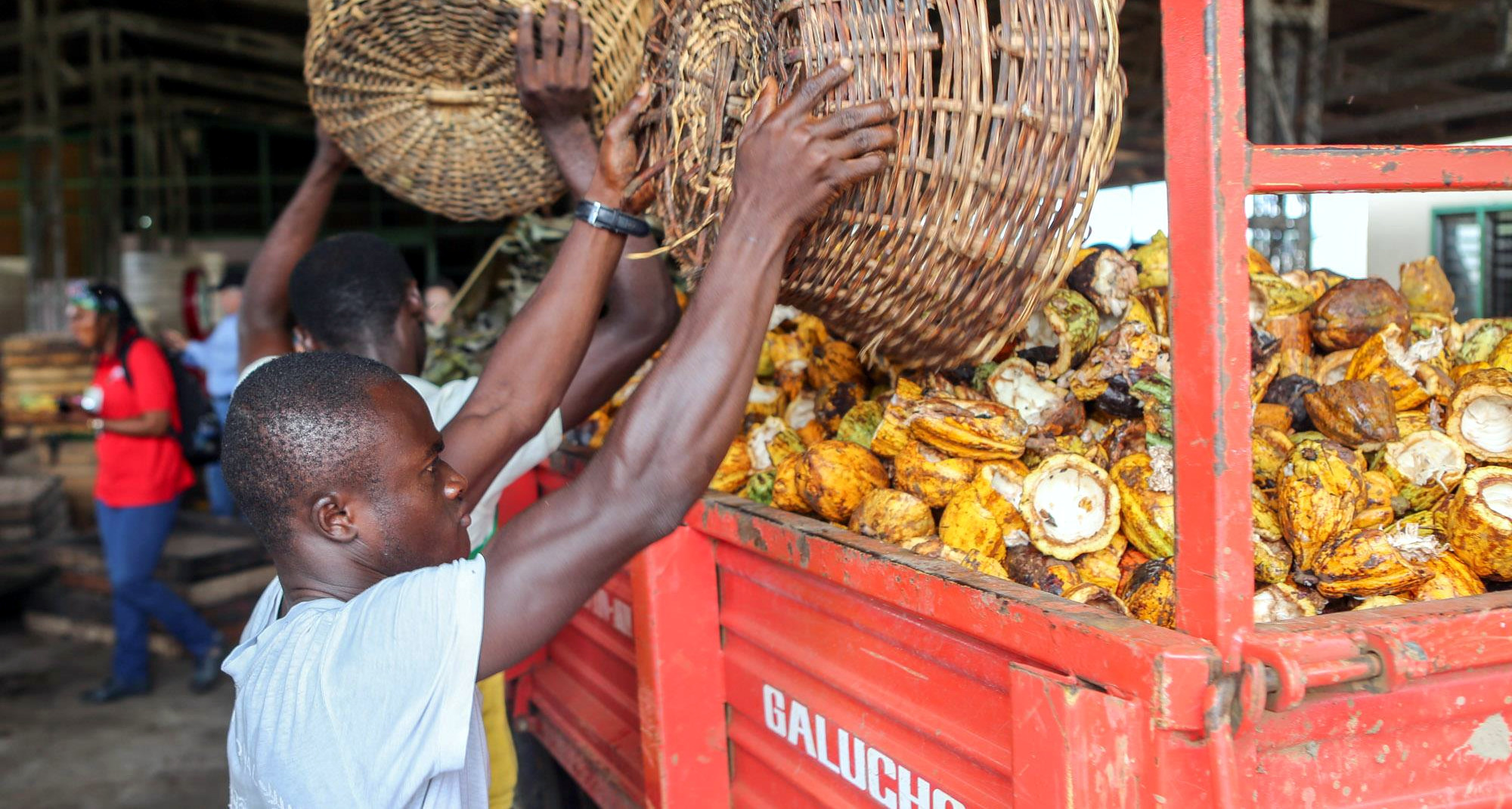 Roots of Change: How Fairtrade Is Unlocking Climate Resilience, Fairer Incomes for Cocoa Farmers