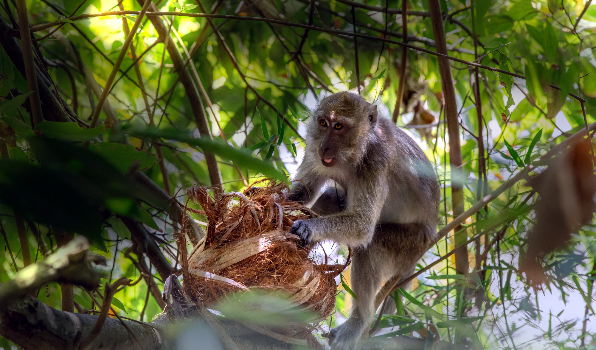 Thai Coconut Giant Partners to Root a Rare Type of Labor Abuse Out of Its Supply Chain