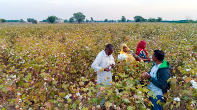Organic Cotton Industry Still Sowing Seeds for Sustainability