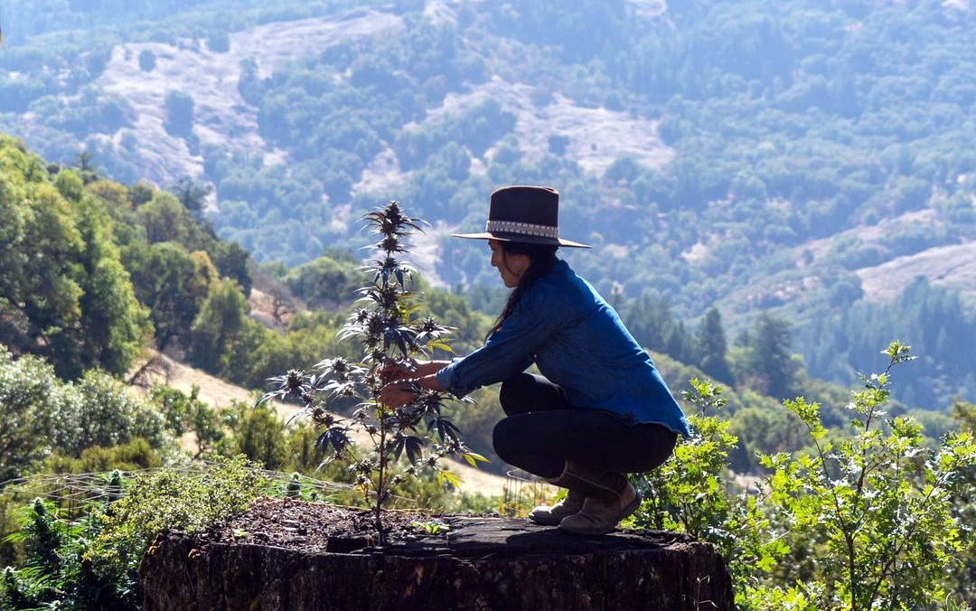 New Campaign Aims to Teach Cannabis Users Benefits of Regenerative Farming