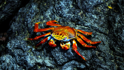 The Humble Crab Shell Could Upend a Variety of Polluting Industries — Starting with Wastewater