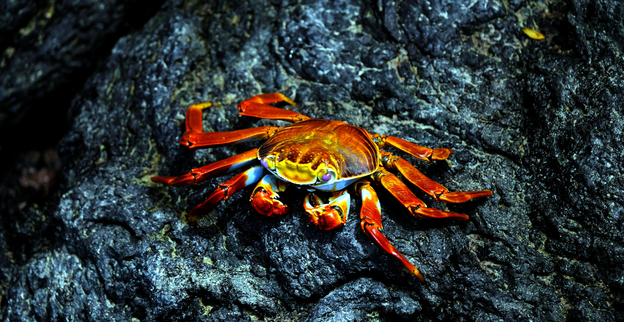 The Humble Crab Shell Could Upend a Variety of Polluting Industries — Starting with Wastewater