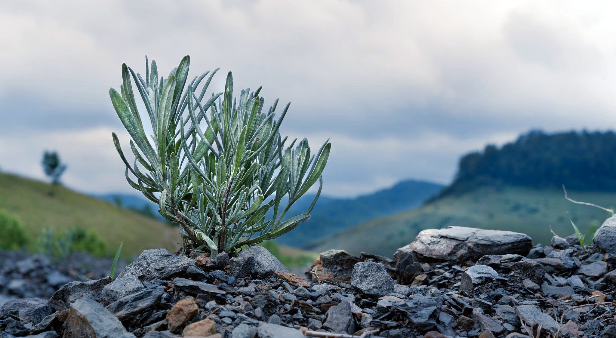 Appalachian Botanical Is Growing Opportunity in West Virginia