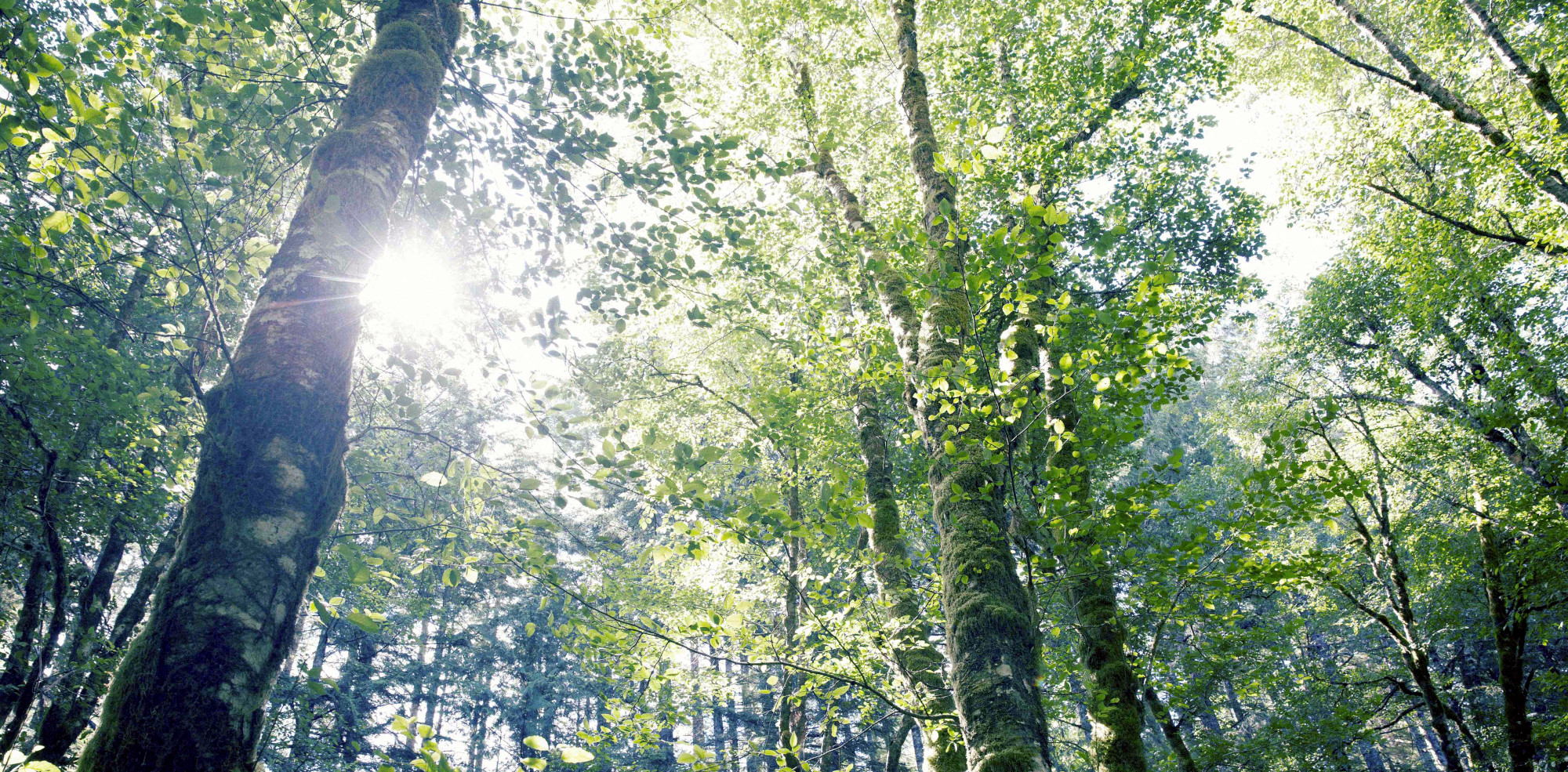 Call for Entries: FSC Leadership Awards Recognize Excellence in Forest Sustainability