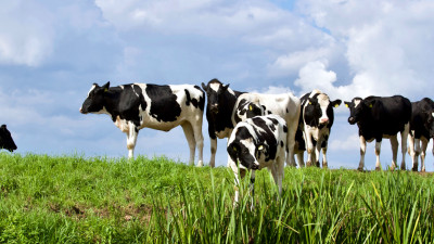 A Sustainable Moo-vement: How the Dairy Industry Is Fighting Climate Change