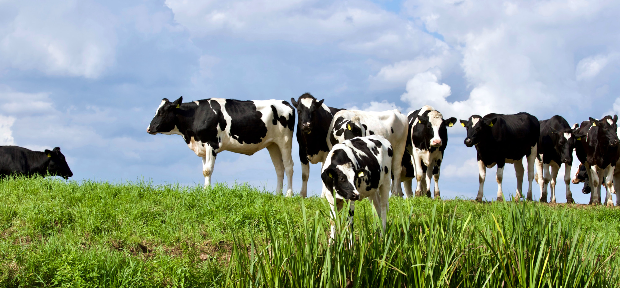 A Sustainable Moo-vement: How the Dairy Industry Is Fighting Climate Change