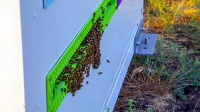 World’s First Robotic Beekeeper on Mission to Repopulate and Protect Global Honeybee Populations