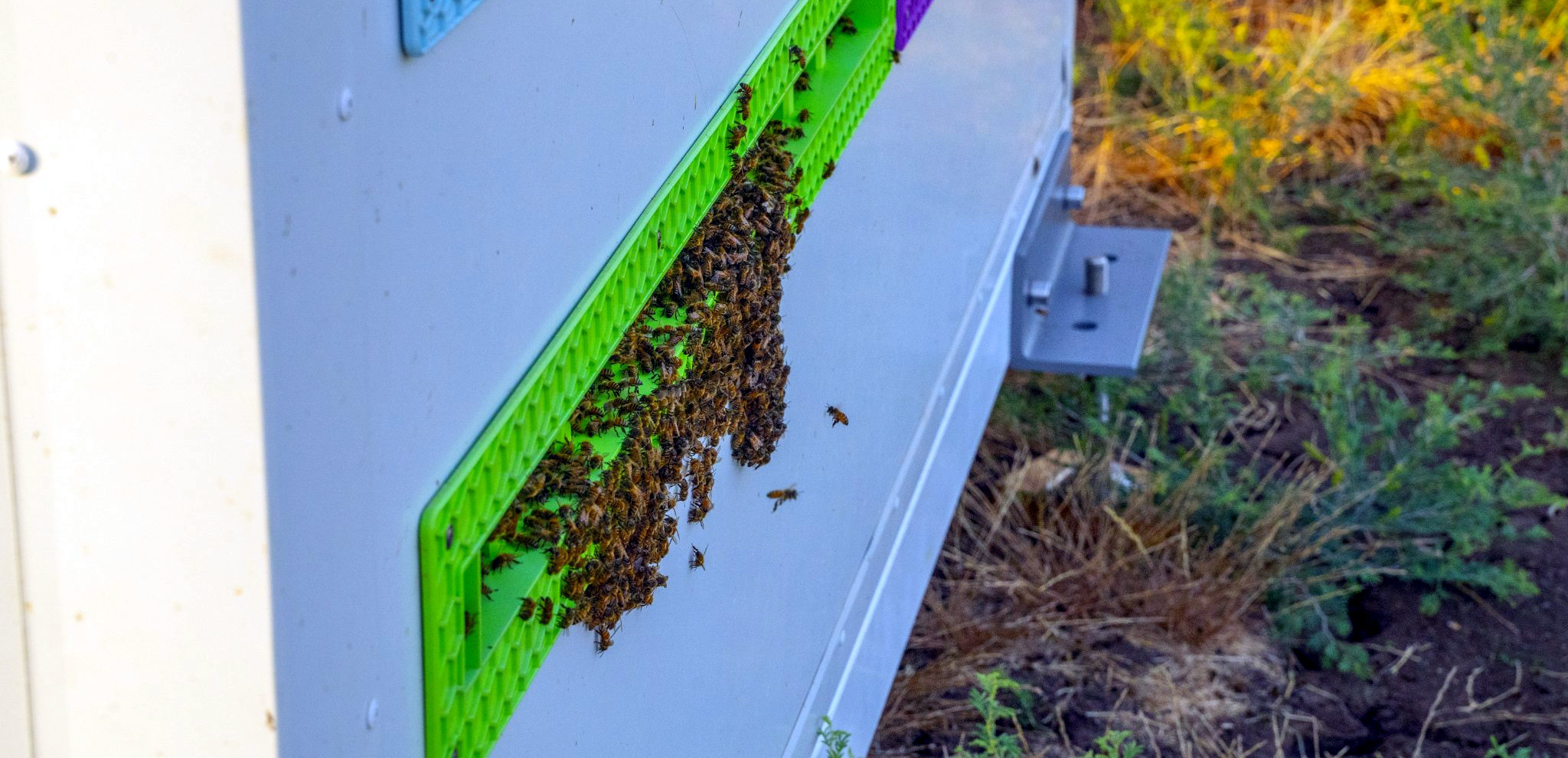 World’s First Robotic Beekeeper on Mission to Repopulate and Protect Global Honeybee Populations