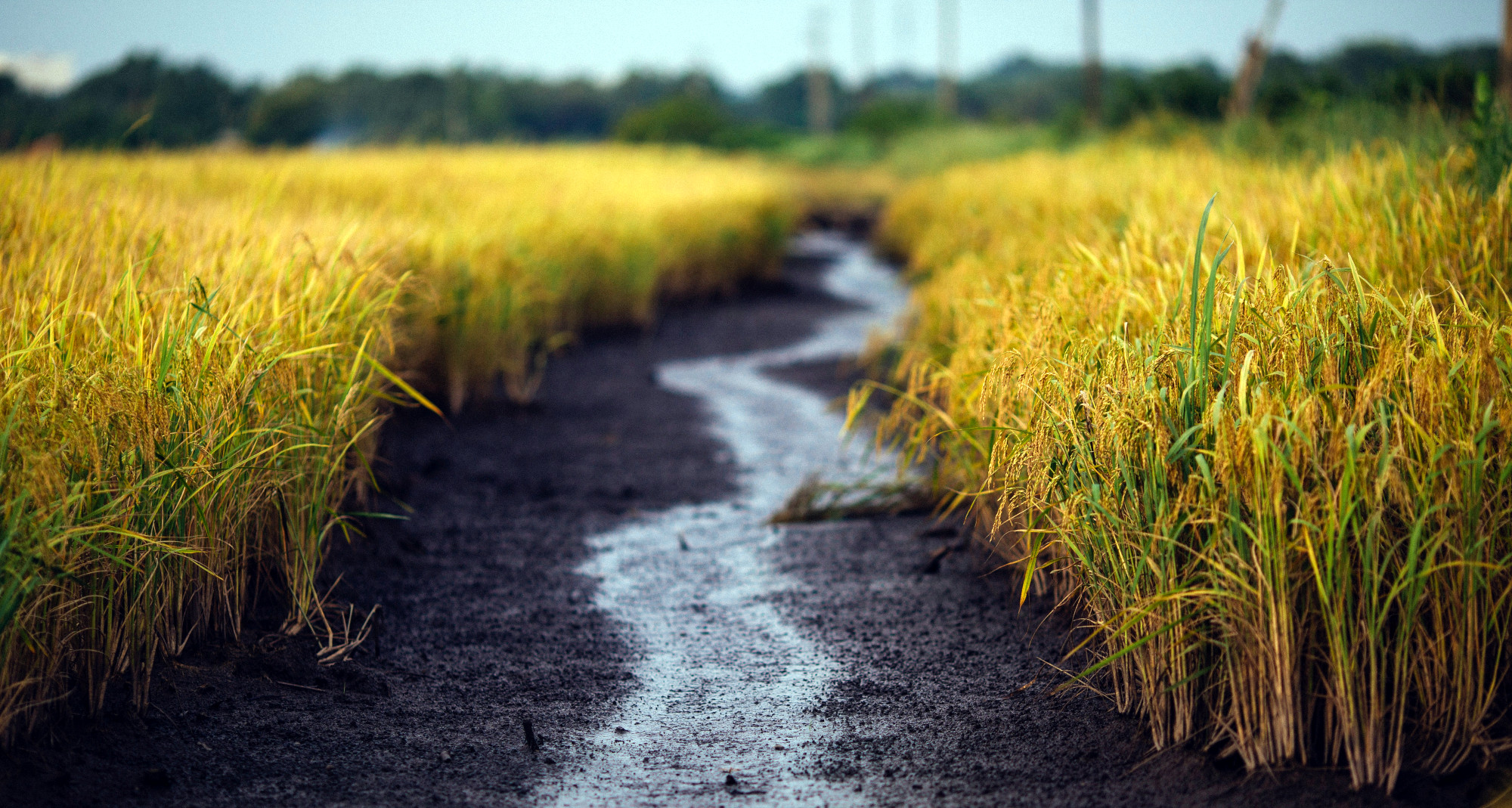 This Company Is Sowing the Seeds for a Scalable Regenerative Ag Revolution