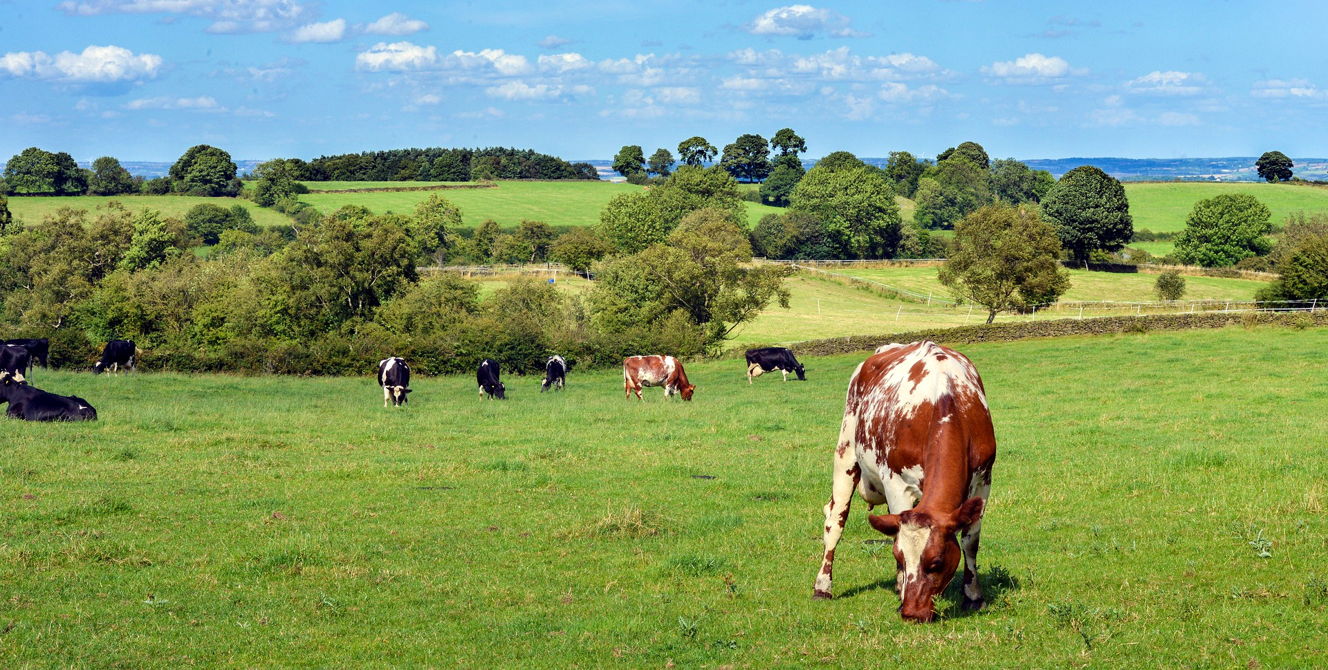 Can Regenerative Agriculture Regenerate the US Food System?