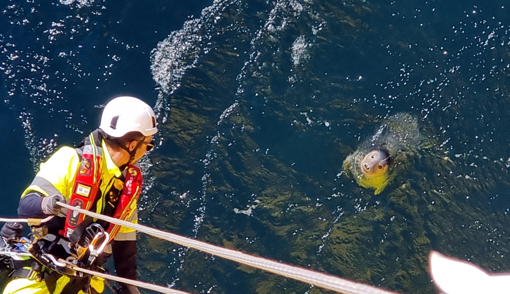 WWF, Ørsted Partner to Develop Offshore Wind Farms That Enhance Ocean Biodiversity