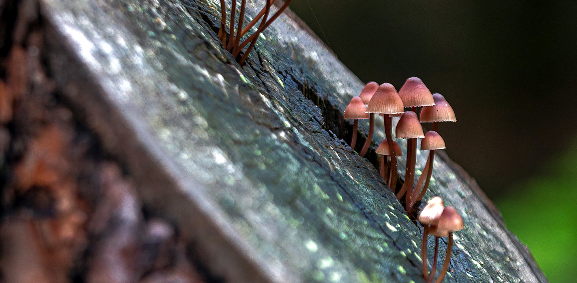 Record Number of Companies Recognize Biodiversity Risks, But Struggling to Turn Commitments Into Action