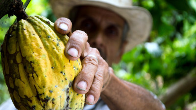 Cocoa Will Never Be Sustainable Without Living Wages for Farmers; New Action Guide Helps Companies Get There
