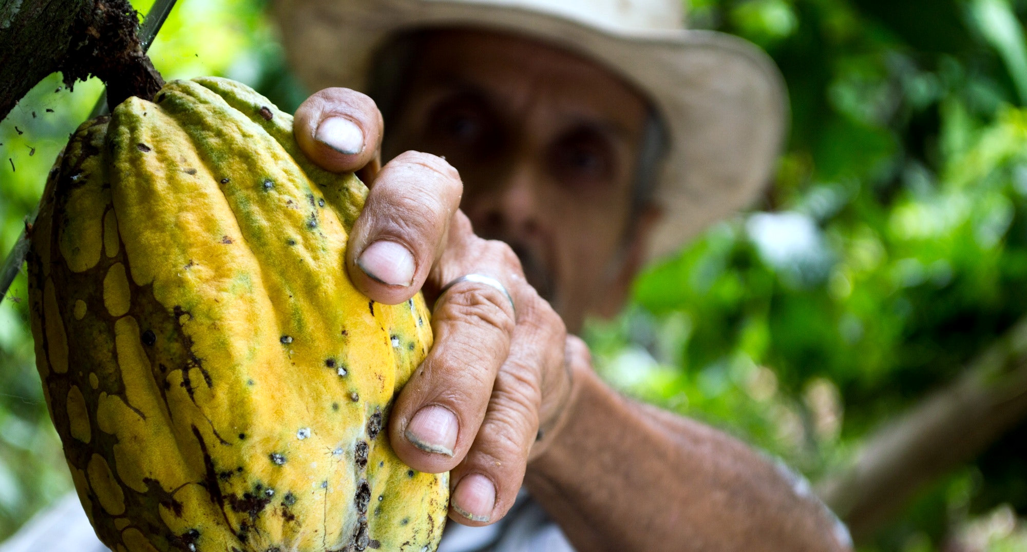 Cocoa Will Never Be Sustainable Without Living Wages for Farmers; New Action Guide Helps Companies Get There