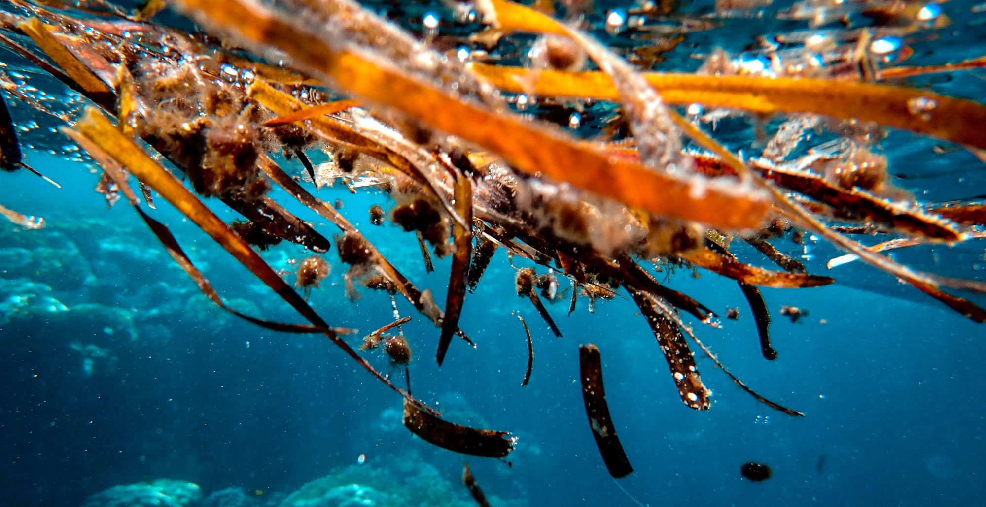 Farming More Seaweed Could Be Sustainable Way Forward for Food, Feed, Fuel