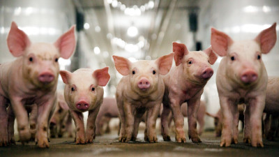 It’s in the Genes: Healthier Animals Anchor a Highly Sustainable Food System