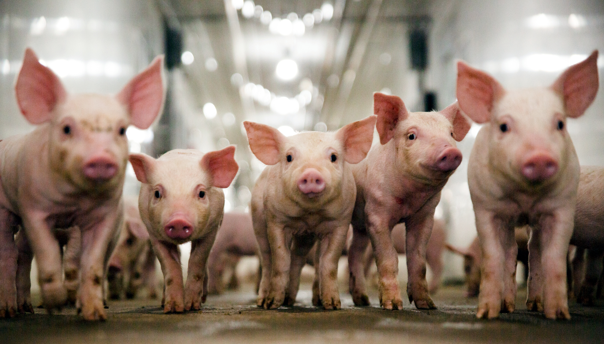 It’s in the Genes: Healthier Animals Anchor a Highly Sustainable Food System