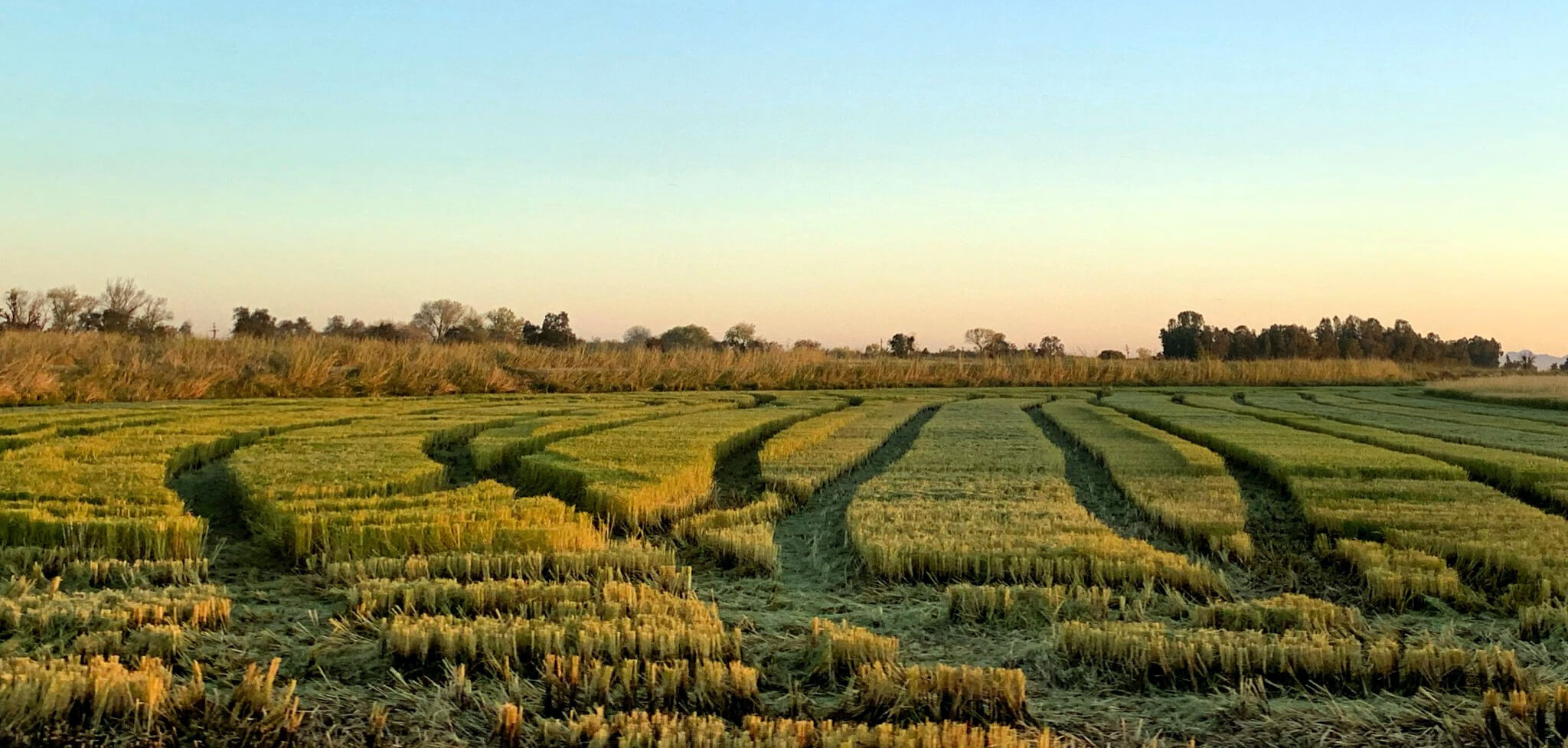 Lundberg Family Farms Launches First US-Grown Regenerative Organic Certified Rice