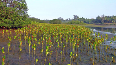High-Quality, Nature-Based Solutions in Indonesia: Allying with Communities, Restoring Ecosystems