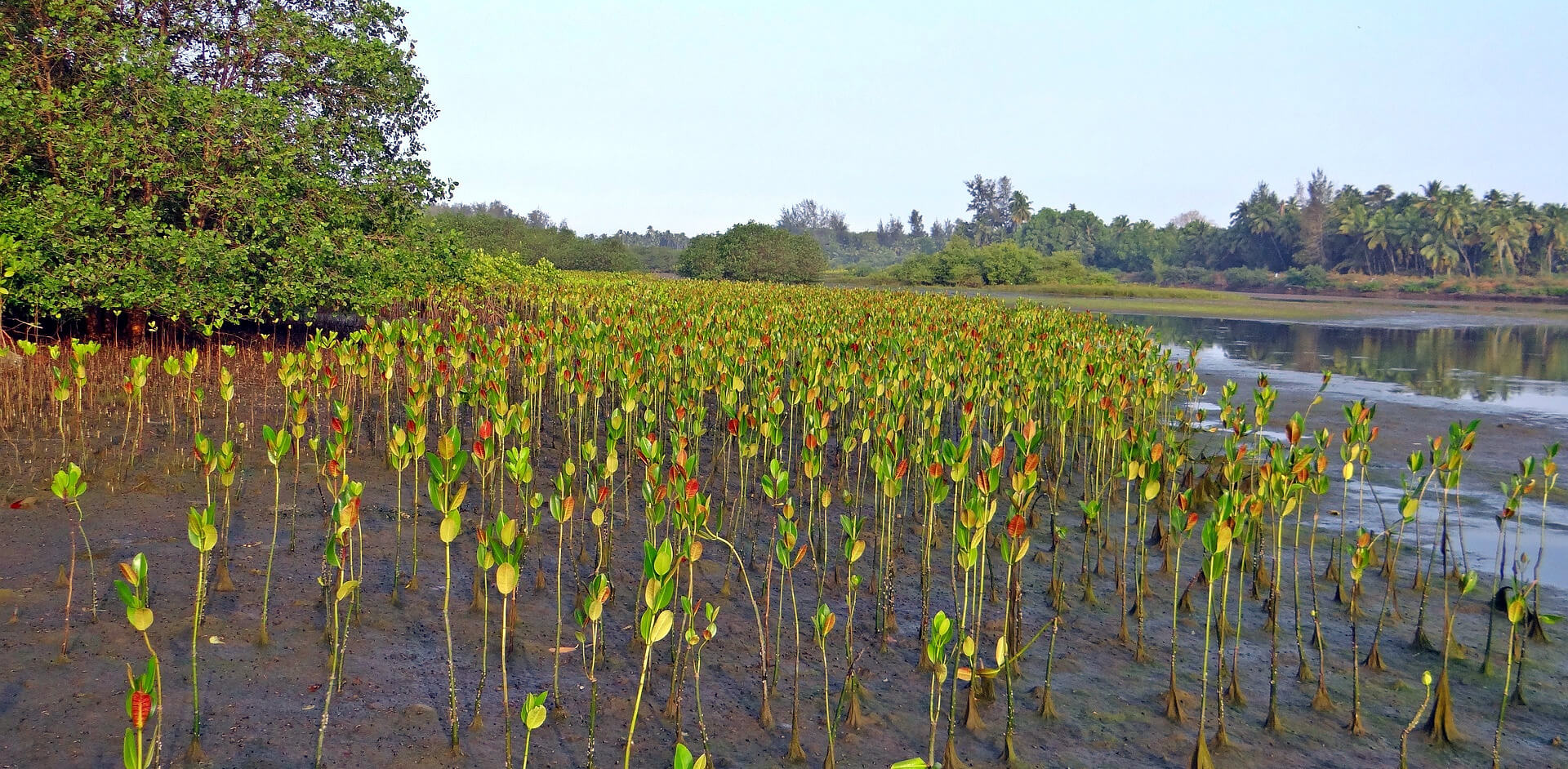 High-Quality, Nature-Based Solutions in Indonesia: Allying with Communities, Restoring Ecosystems