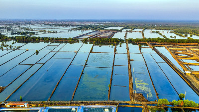 Aquaculture Industry Must Become Regenerative or Fail to Meet Demand by 2050
