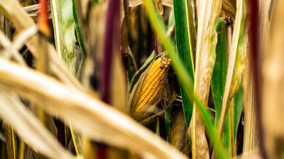 Have We Found the Uni-Corn? Creating Bio-Based Solutions for Renewable Plastic