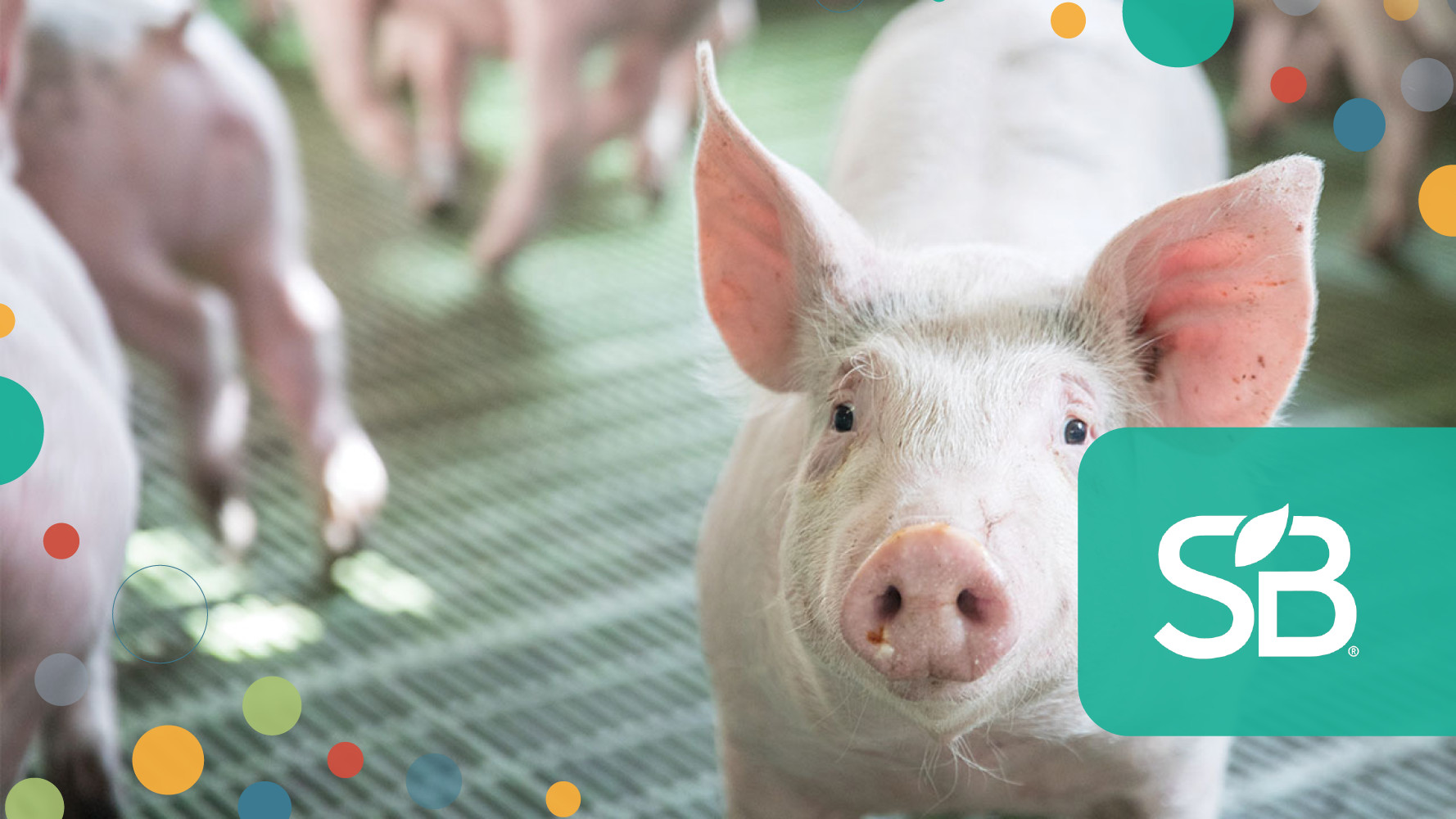 Advanced Livestock Are Making Protein Production More