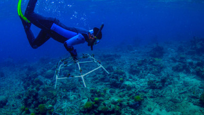 ‘Big Build’ Brings Mars Closer to Goal of Restoring 1M Corals Worldwide by End of 2023