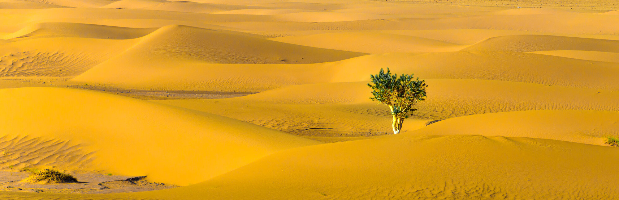 Introducing Resilience Science: A Visionary Shift for Corporate Strategy and Reporting