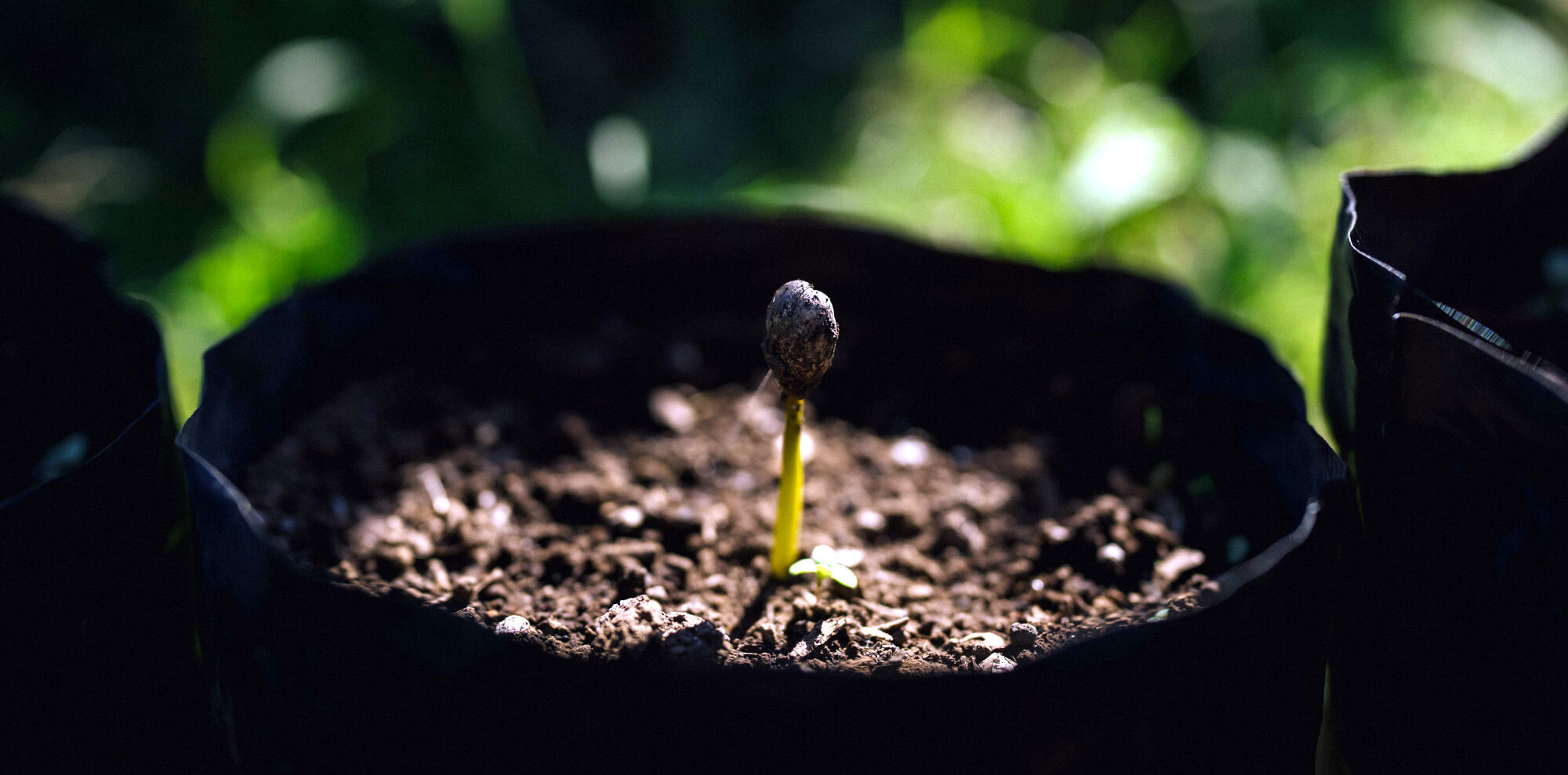 Starbucks Developing Climate-Resistant Coffee Tree Varietals