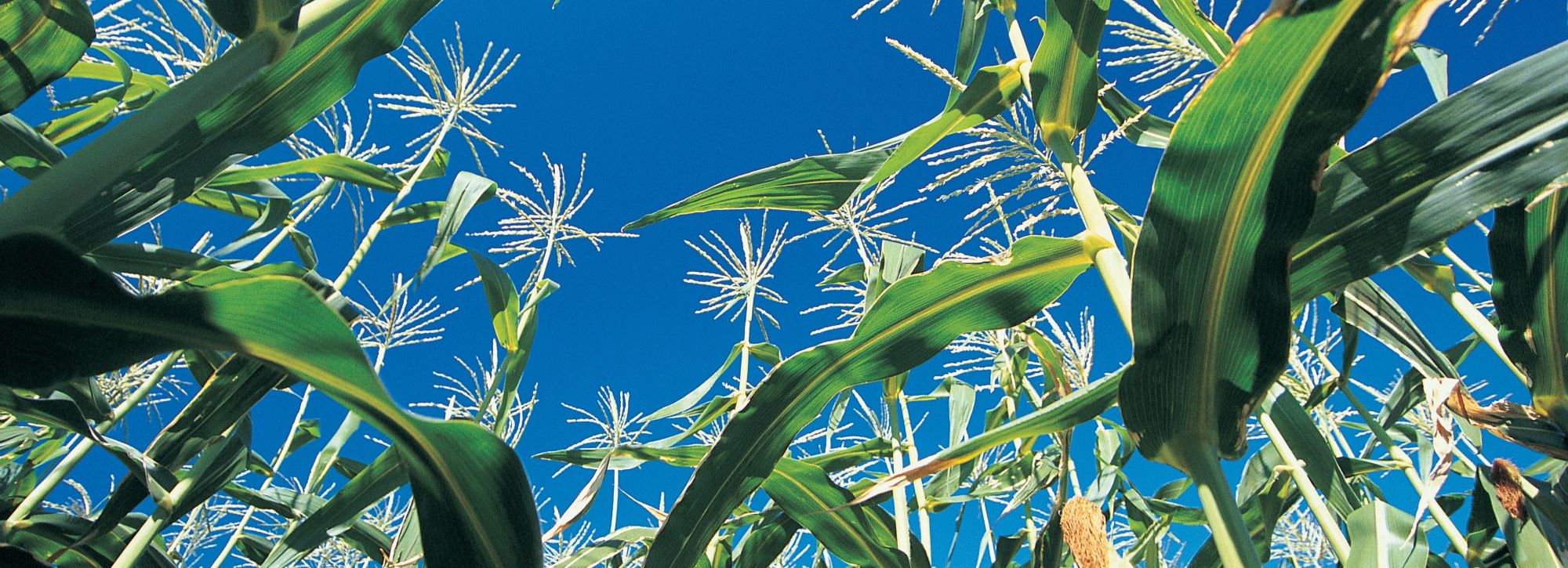 Collaboration with Dow and New Energy Blue to develop renewable plastic materials from corn residue