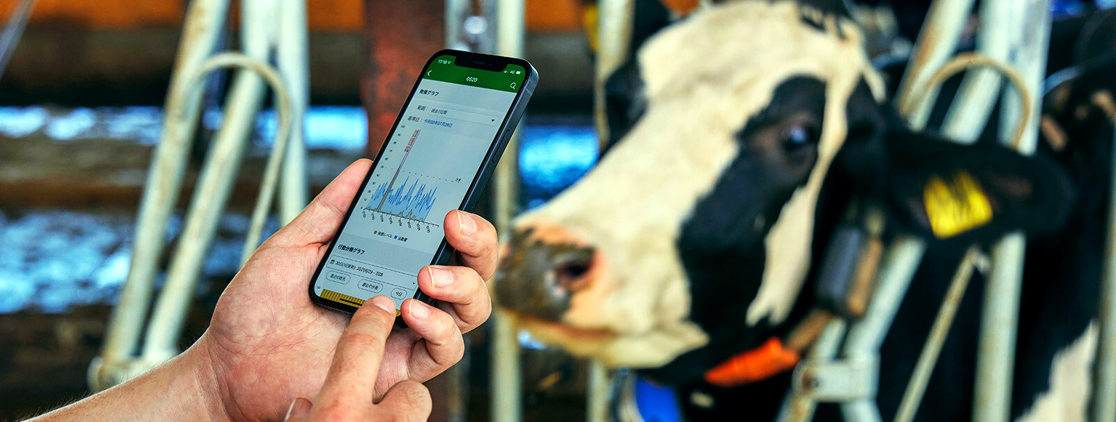 Japanese Dairy Farming Being Optimized by Digital Tech, Sustainable Practices