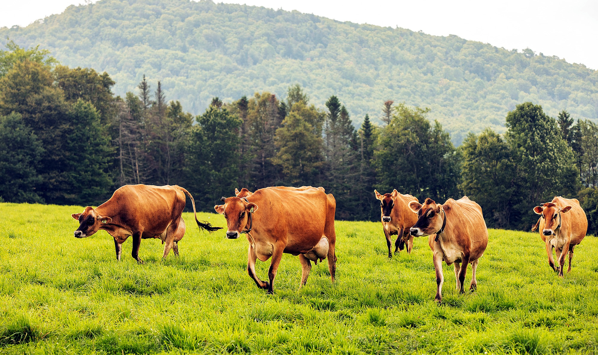 Regenerative Agriculture: Soil Health, Herd Health, Human Health