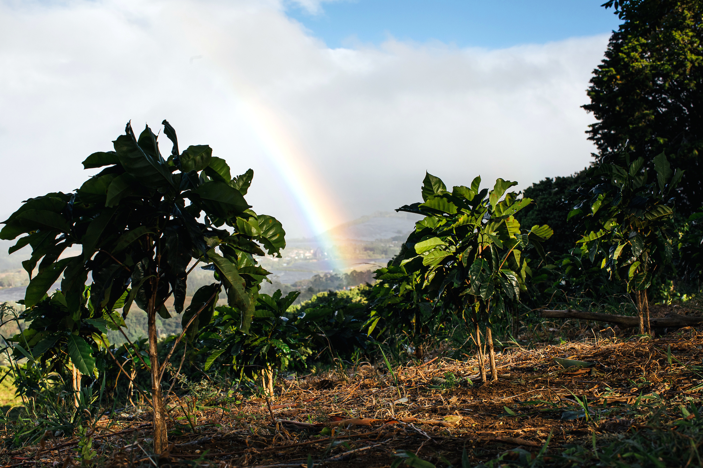 Trending: Beverage Giants Ensuring Their Libations Are Sustainable, Down to the Roots