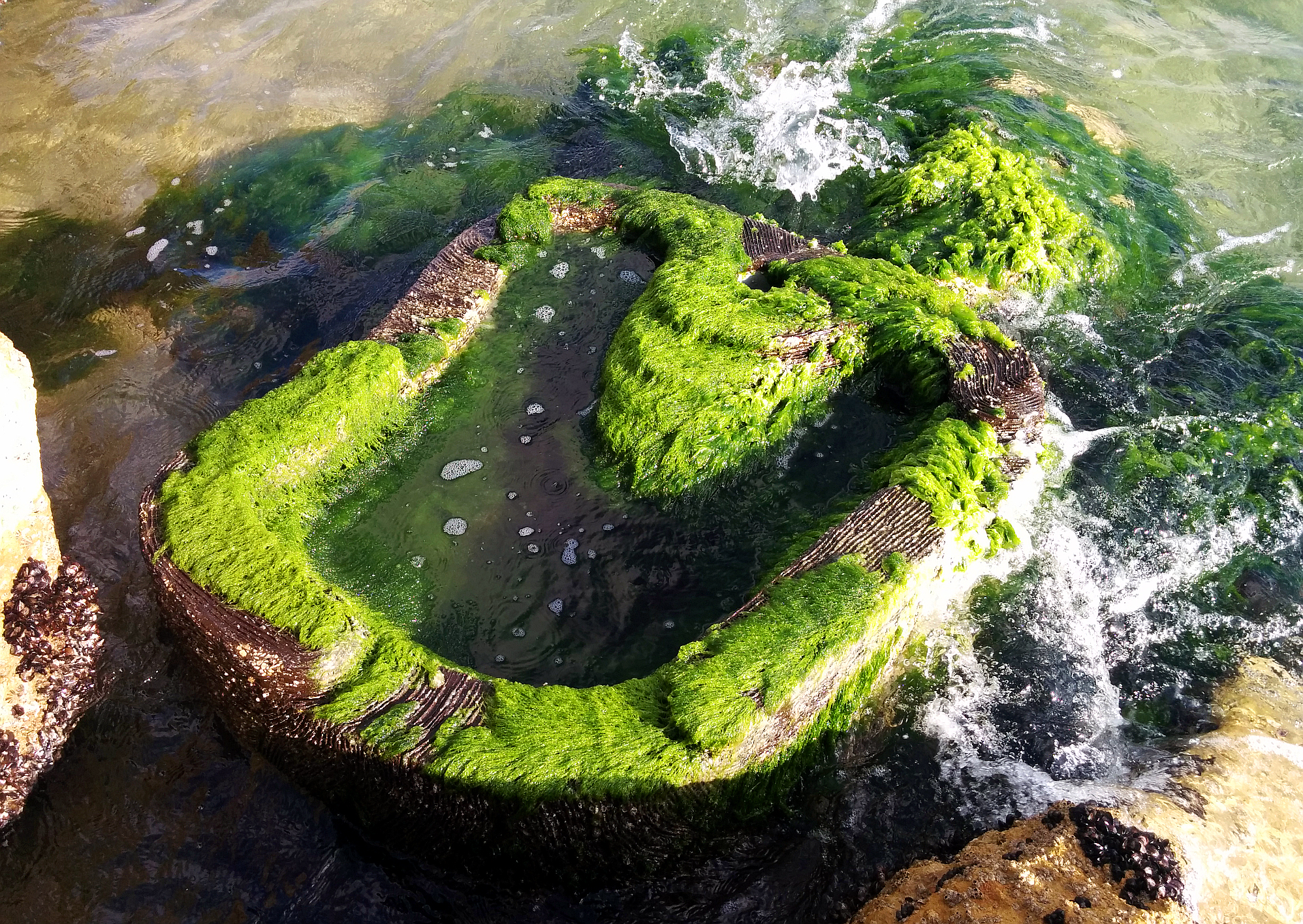 Israeli Startup Looks to Nature for Concrete Solution for Marine Infrastructure